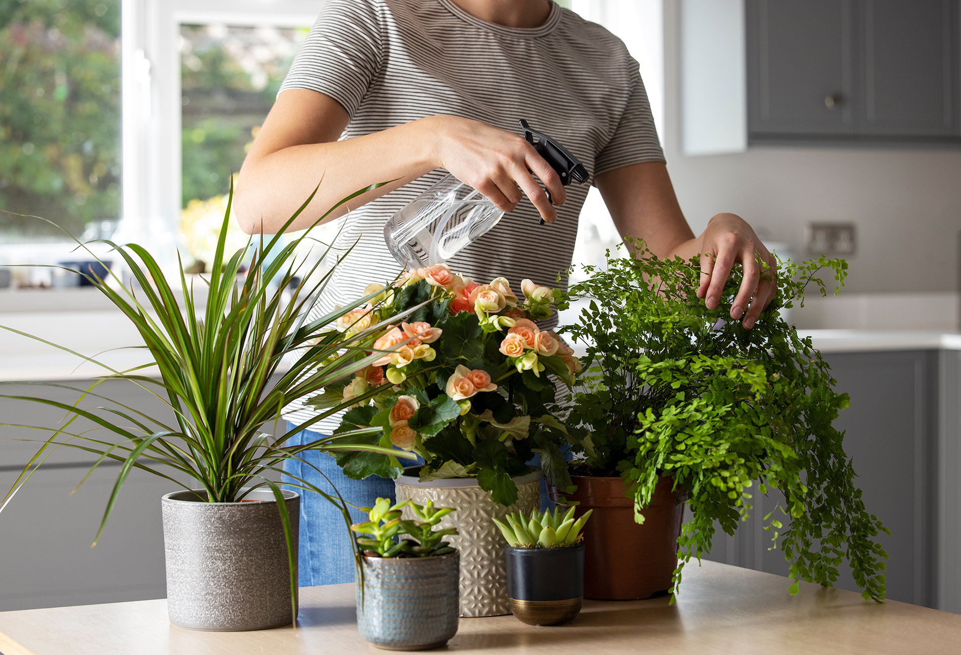 Why Should I Use Filtered Water for Plants? HomeWater